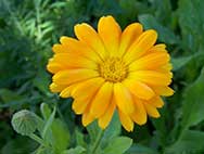 Calendula: Geschichte und Vorkommen