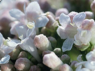 Valeriana officinalis L. - Preparation