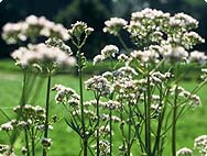 Valeriana officinalis L. - Habitat