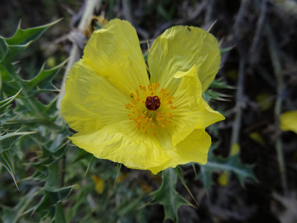 Stachelmohn