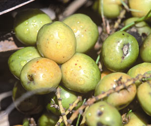 Sägepalmen-Früchte