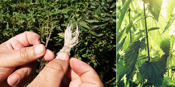 Photo de gauche: fibres d'ortie, photo de droite: plante d'ortie