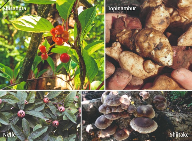 nèfle, shiitake, topinambour et schisandra