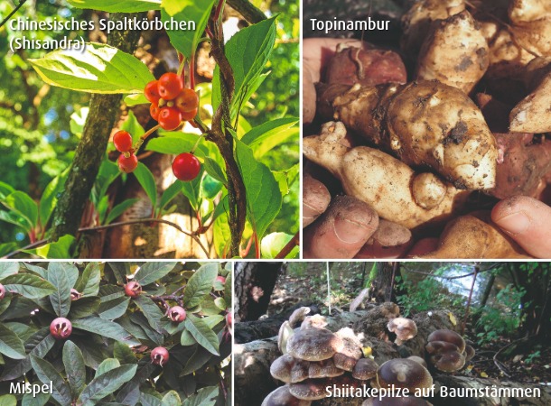 Mispel, Shiitake, Topinambur und Shisandra