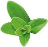 Thymian Thymian