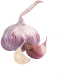 Knoblauch Knoblauch